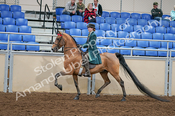 2020 - AB Morgan Horse - Sat, Sept 05 - 13601