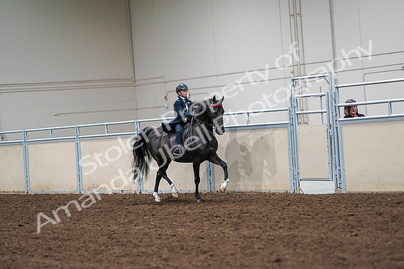 2020 - AB Morgan Horse - Fri, Sept 04 - 03121
