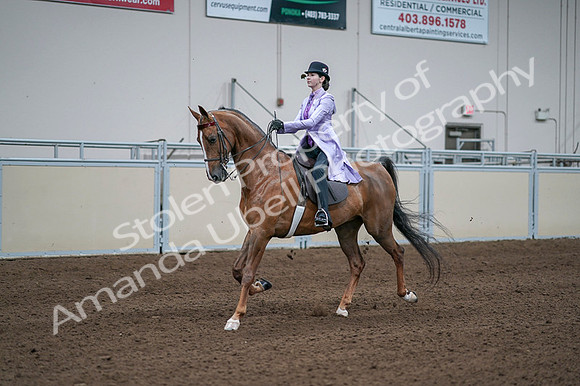 2020 - AB Morgan Horse - Fri, Sept 04 - 05017