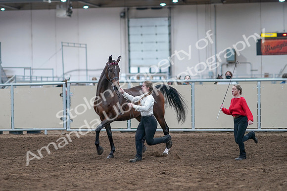 2020 - AB Morgan Horse - Sat, Sept 05 - 00735