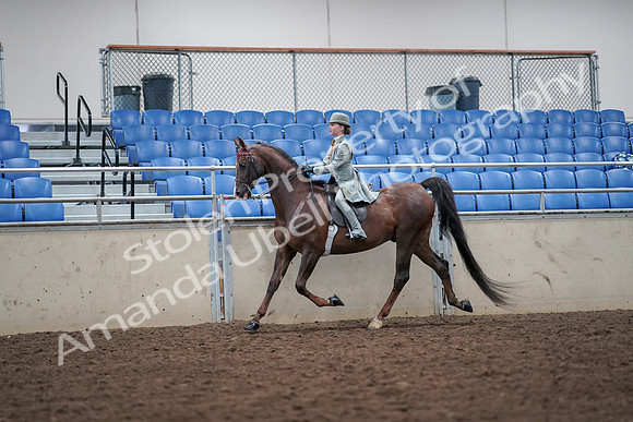 2019 Morgan Horse Show - Aug 30, 2019 - 17866