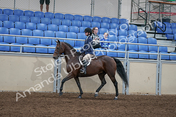 2020 - AB Morgan Horse - Fri, Sept 04 - 05887