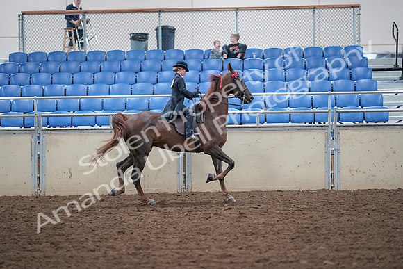 2019 Morgan Horse Show - Aug 30, 2019 - 18147