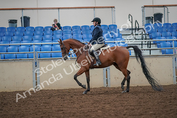2019 Morgan Horse Show - Aug 30, 2019 - 16262