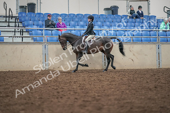 2019 Morgan Horse Show - Aug 30, 2019 - 20301