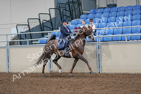 2020 - AB Morgan Horse - Fri, Sept 04 - 08076