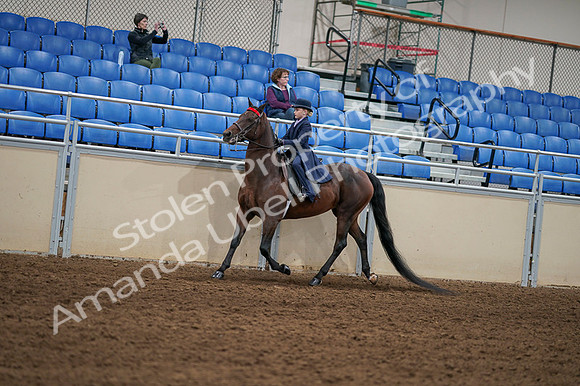 2020 - AB Morgan Horse - Fri, Sept 04 - 03636