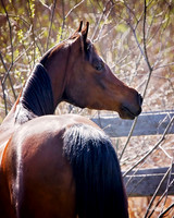 Arabians - 206