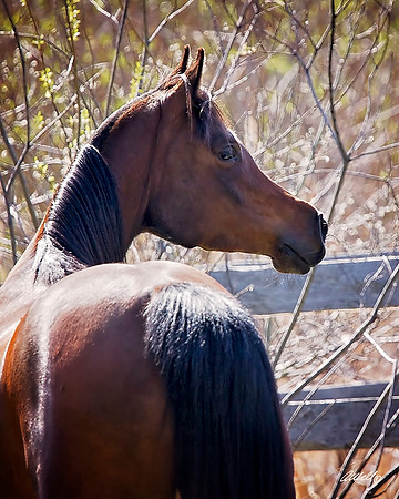 Arabians - 206