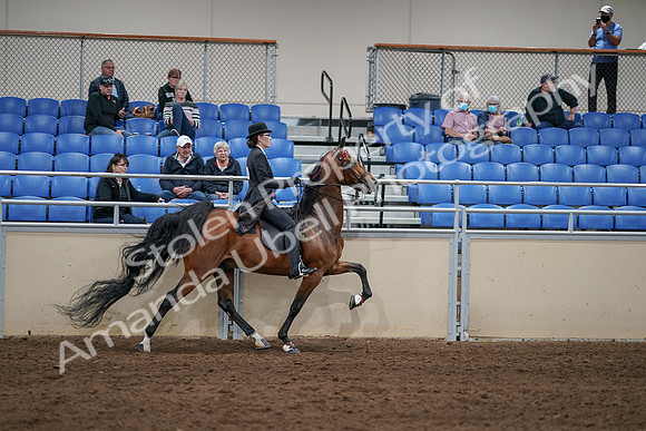 2020 - AB Morgan Horse - Sat, Sept 05 - 06815