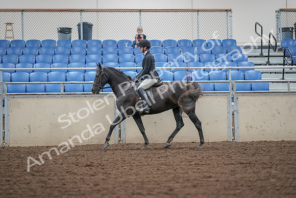 2019 Morgan Horse Show - Aug 30, 2019 - 14895