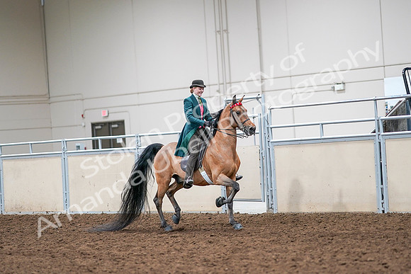 2020 - AB Morgan Horse - Sat, Sept 05 - 14013