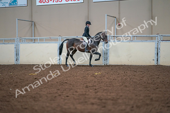 2019 Morgan Horse Show - Aug 30, 2019 - 20881