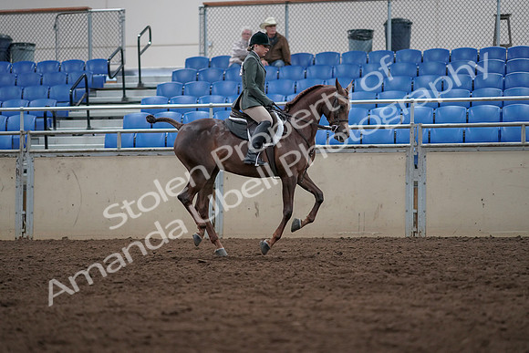2019 Morgan Horse Show - Sept 01, 2019 - 08776