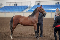 2019 Morgan Horse Show - Aug 31, 2019 - 00130