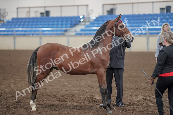 2019 Morgan Horse Show - Aug 31, 2019 - 00130