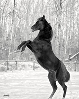 Arabians - 183