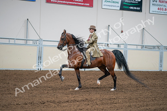 2020 - AB Morgan Horse - Sat, Sept 05 - 08095