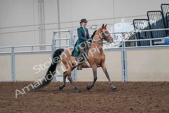 2020 - AB Morgan Horse - Sat, Sept 05 - 13851