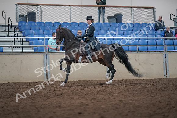 2019 Morgan Horse Show - Aug 31, 2019 - 08728