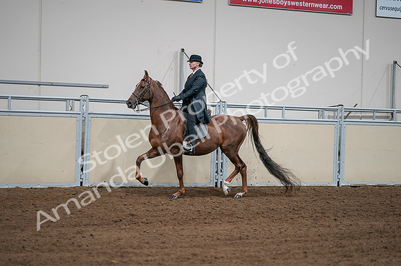 2020 - AB Morgan Horse - Fri, Sept 04 - 07970