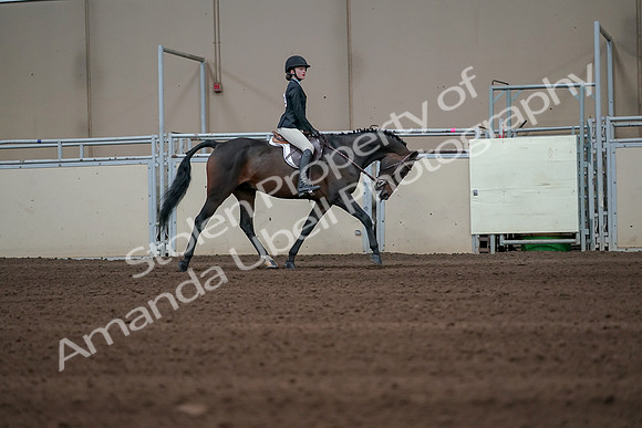 2019 Morgan Horse Show - Sept 01, 2019 - 03856
