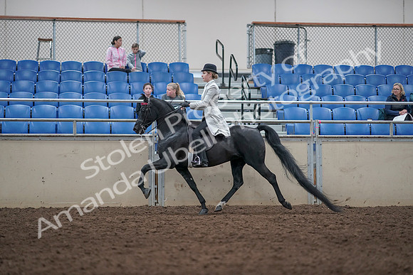 2019 Morgan Horse Show - Aug 31, 2019 - 09437