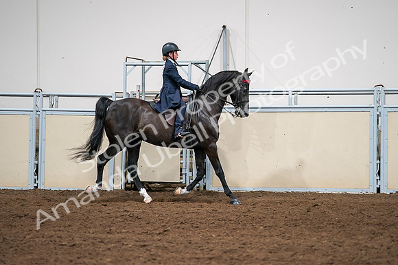 2020 - AB Morgan Horse - Fri, Sept 04 - 03084