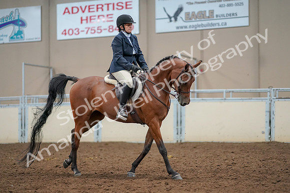 2019 Morgan Horse Show - Aug 30, 2019 - 22550