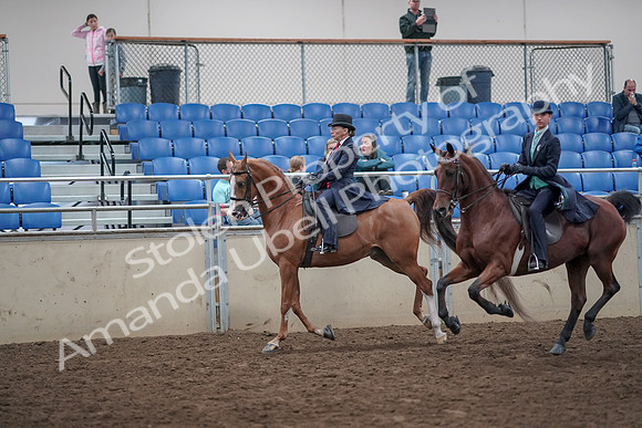 2019 Morgan Horse Show - Aug 31, 2019 - 08812