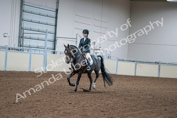 2020 - AB Morgan Horse - Fri, Sept 04 - 06151