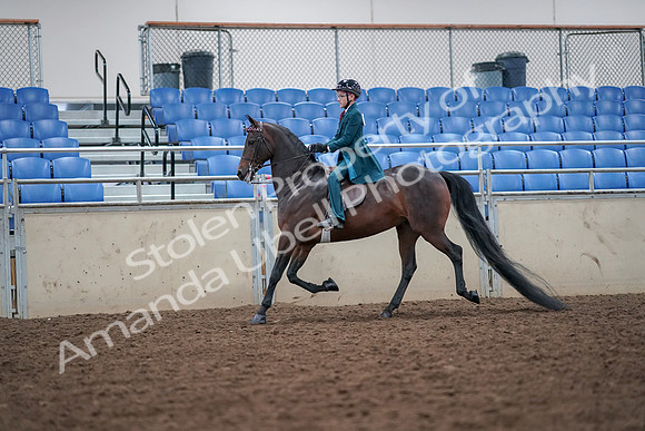 2019 Morgan Horse Show - Aug 30, 2019 - 17898