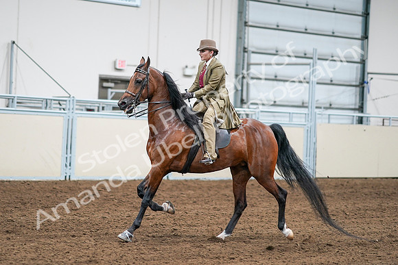 2020 - AB Morgan Horse - Sat, Sept 05 - 08085
