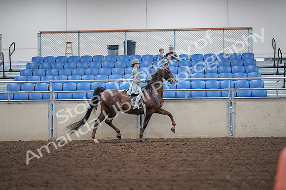 2019 Morgan Horse Show - Aug 30, 2019 - 18022