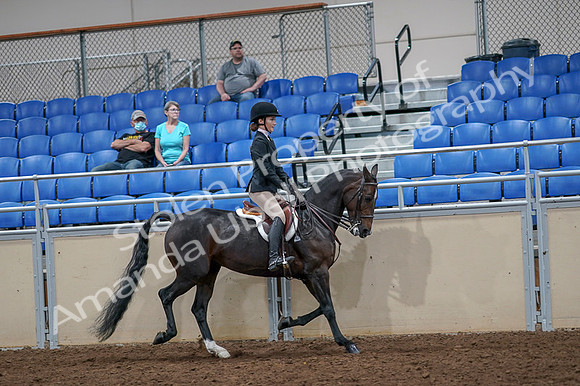 2020 - AB Morgan Horse - Fri, Sept 04 - 06040