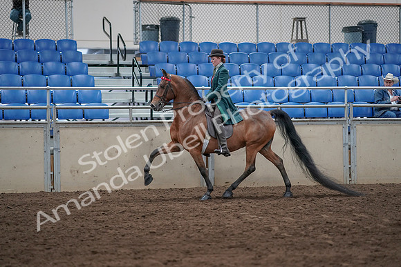 2019 Morgan Horse Show - Sept 01, 2019 - 13176