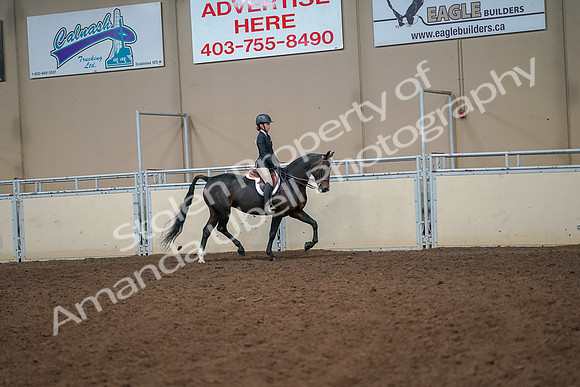 2019 Morgan Horse Show - Aug 30, 2019 - 12342