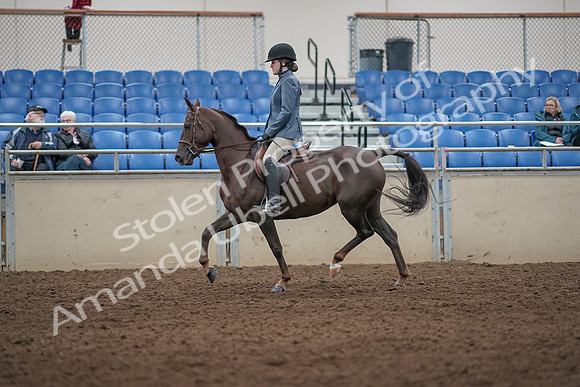 2019 Morgan Horse Show - Aug 31, 2019 - 07296