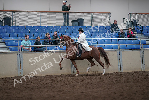 2019 Morgan Horse Show - Aug 31, 2019 - 08670