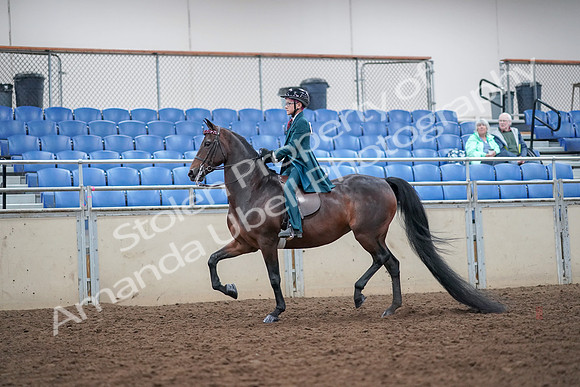 2019 Morgan Horse Show - Aug 30, 2019 - 17844