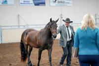 2020 - AB Morgan Horse - Sat, Sept 05 - 00146