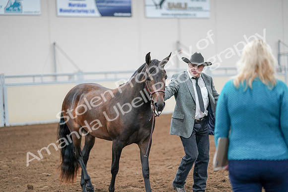 2020 - AB Morgan Horse - Sat, Sept 05 - 00146