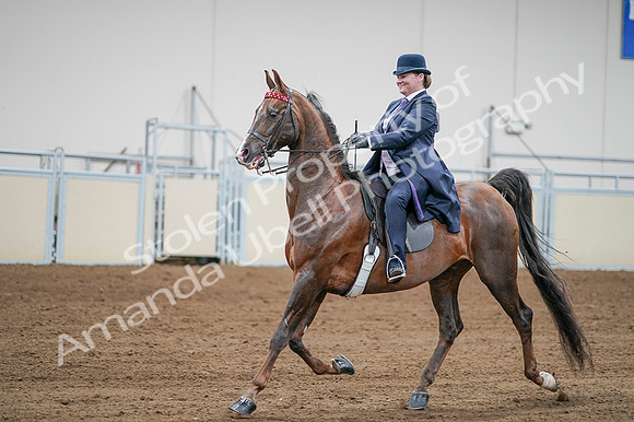 2020 - AB Morgan Horse - Fri, Sept 04 - 08220