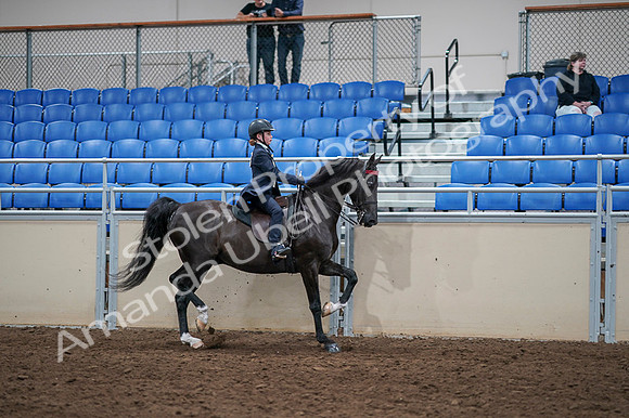 2020 - AB Morgan Horse - Fri, Sept 04 - 03144