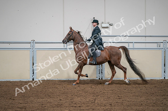 2020 - AB Morgan Horse - Fri, Sept 04 - 07986