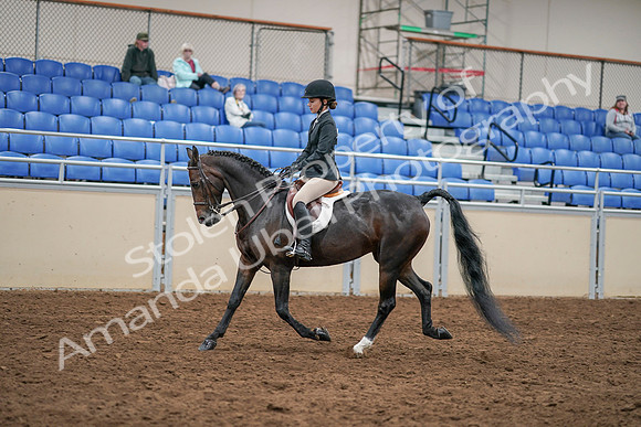 2020 - AB Morgan Horse - Sat, Sept 05 - 14286