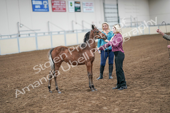 2020 - AB Morgan Horse - Sat, Sept 05 - 00520