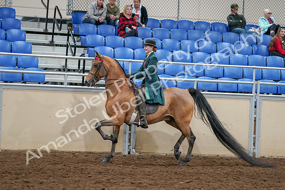 2020 - AB Morgan Horse - Sat, Sept 05 - 13599