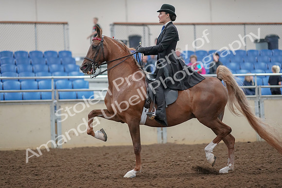 2019 Morgan Horse Show - Aug 30, 2019 - 25088