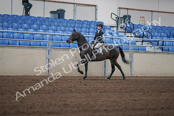2019 Morgan Horse Show - Sept 01, 2019 - 03746